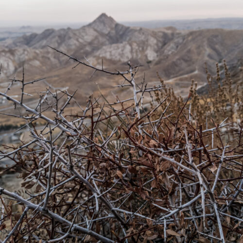 Mountains, Thorns, & the Book of Job